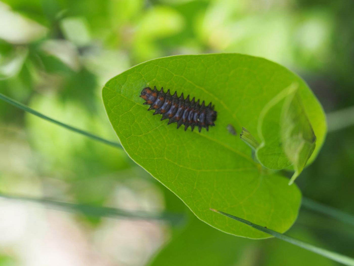 Smearwort leaf